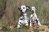 DALMATIEN 001